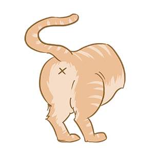 cat butt cartoon